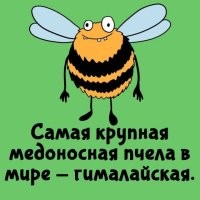 Странно, но такая наука как систематика ничего не знает о гималайской пчеле. Самая крупная медоносная пчела - гигантская пчела или индийская гигантская медоносная пчела (лат. Apis dorsata), а самая крупная пчела (не медоносная) - пчела Уолесса (лат. Megachile pluto)