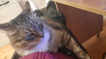 Животные ласку чуют, это довольно редкое чувство в их эволюционном отборе, когда тысячелетиями, к ним ласковой была лишь только их мама в основном.  А тут какая-то здоровенная лысая обезьяна, берёт тебя к себе в конуру,  кормит сытно, играет с тобой, позволяет спать рядом, отгоняет все беды мира от тебя, гладит по голове и целует.. Это же вторая мама. Как не ответить взаимностью, на те чувства, которые заложены в подкорке поведенческих инстинктов? Даже самую злобную и затравленную скотину можно расположить к себе, если относиться к ней с заботой и любовью.. Она по прежнему будет огрызаться и скалиться на посторонних, но лично вас - она будет любить до самого конца своей жизни, возможно даже будет готова умереть за вас.
Я кошку из приюта забирал, довольно взрослую,  вот не повезло ей, котёнком отдали в семью, где ребёнок был в клиническом смысле -аутист, и попросту мучал животное, не понимая что доставляет ей физические страдания. Котёнка из семьи  этой забрали и 4 года никому отдать не могли, вот не любила она людей, шипела, бросалась, царапалась, не шла на контакт.. Кому нужна такая кошка, все брали и возвращали обратно, мол, дайте нам нормального ласкового котика, с которым приятно играть и гладить можно. И тут позвонил я, с просьбой выделить мне двух котов, у которых меньше всех шансов, обрести семью (Второй был просто котёнок без одного глаза, его никто не хотел брать, потому что - не миленький).  И вы знаете, на меня она тоже шипела, сторонилась, убегала, пряталась под ванной. Но ничего, я наливал ей водичку, насыпал корм,  варил креветки по выходным,  выманивал из убежища,  разговаривал с ней тихим голосом, пока она кушала боязливо озираясь. Шаг за шагом, день за днём - росло доверие. И вот однажды, она пришла спать у меня в ногах, а потом начала свободно ходить по квартире, не убегая от меня, и вот она уже запрыгивает ко мне на колени, чтоб я почесал ей голову и помял за бочки, года не прошло, а кошку уже не узнать.. Она по прежнему шипит на моих гостей и убегает от них, но уже бежит не под ванную, а за мою спину, потому что обрела понимание, что я -  та самая лысая обезьяна, которая укроет её от всех невзгод мира.
