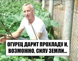 Пес что то знает ?