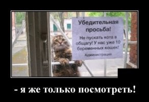 17 фото животных, которым срочно понадобилось попасть внутрь