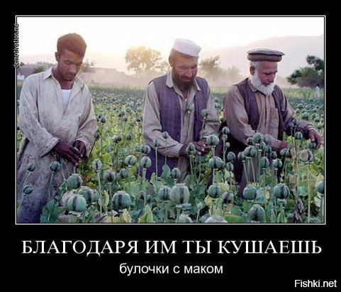 Футбольный матч на маковом поле