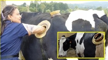 ...... спорный этический урок. .. С коровами так и сейчас  поступают ... Кстати не слышал что бы зоозащитники визжали по этому поводу