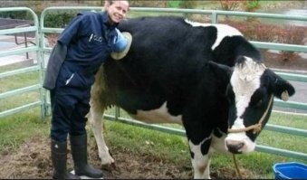 ...... спорный этический урок. .. С коровами так и сейчас  поступают ... Кстати не слышал что бы зоозащитники визжали по этому поводу