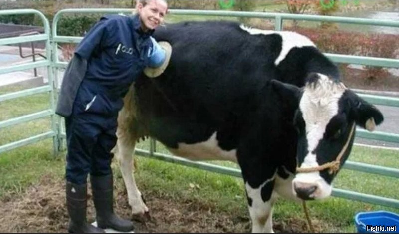 ...... спорный этический урок. .. С коровами так и сейчас  поступают ... Кстати не слышал что бы зоозащитники визжали по этому поводу