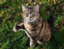 Максимально осторожная мама манула