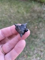 Находил такие на Чёрном море на пляже.
Давно, правда, это было. )