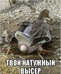 Алаудинов приехал с извинениями к священнику, которого назвал «дебилом в рясе»