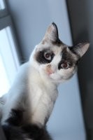 19 случаев, когда коты установили свои правила в доме и показали, кто там на самом деле хозяин