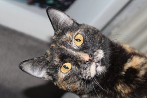 19 случаев, когда коты установили свои правила в доме и показали, кто там на самом деле хозяин