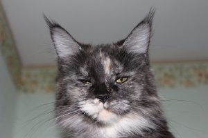 19 случаев, когда коты установили свои правила в доме и показали, кто там на самом деле хозяин