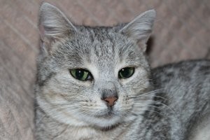 19 случаев, когда коты установили свои правила в доме и показали, кто там на самом деле хозяин