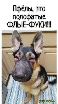 Играл с пчелой и проиграл