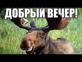 Сходили в лес за грибами⁠⁠