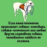 А мужику, держащему другой конец поводка, можно дать в ухо при этом?