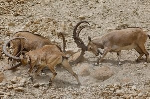 В Уфе иностранные специалисты устроили драку под окнами дома