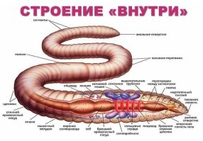 Где-то 7-8 класс школьной биологии. Тогда еще в учебнике была картинка "разреза" червяка. Учительница и рассказывала что передняя часть важная, а жопка может и отрасти. 
Пысы: для нас тоже было откровением, когда в школе рассказали и показали. До этого думали так же как и вы.