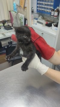 Аццкая зверюга))