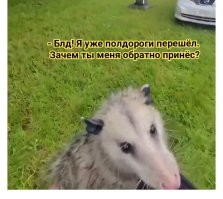 Мужчина пришёл на помощь опоссуму