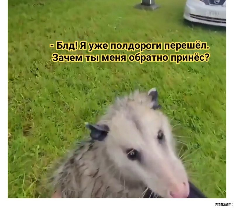 Мужчина пришёл на помощь опоссуму