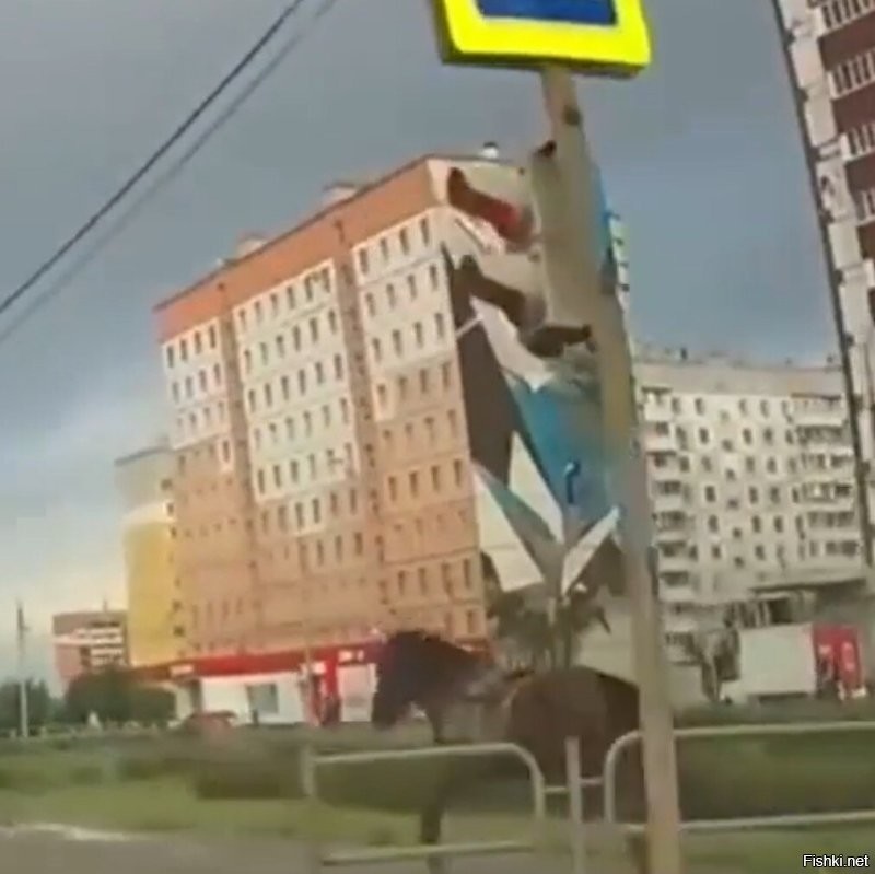 Он на зеленый ехал. 
А лошадь на красный.