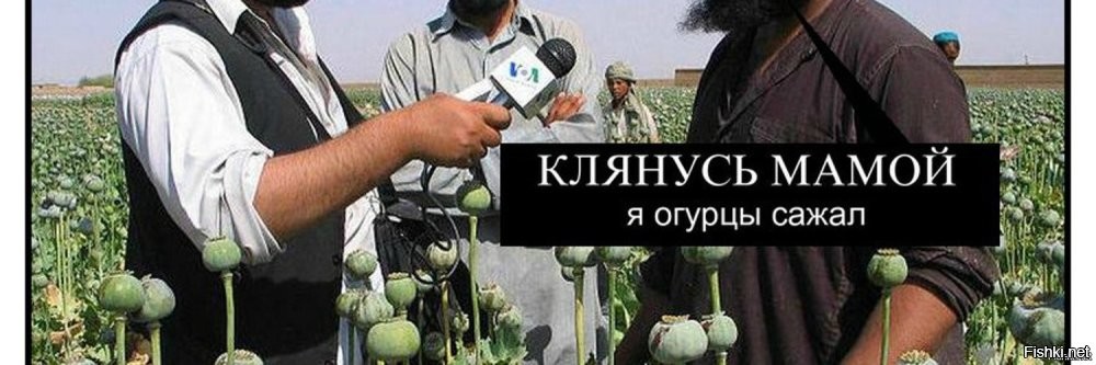 В Краснодарском крае найдено огромное поле мака  