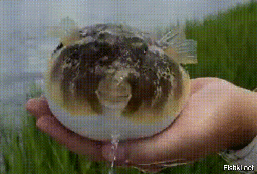 Фугу