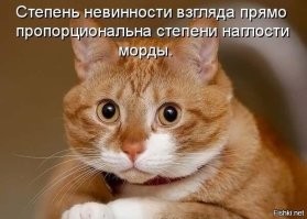 20 воришек, которых хочется простить с первой секунды кражи