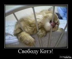 Забавные попытки котёнка выбраться из клетки