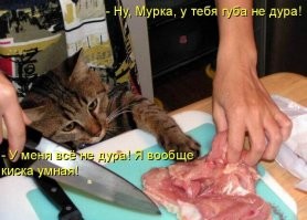 20 воришек, которых хочется простить с первой секунды кражи