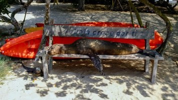 Милые, игривые, любопытные. Молодняк любит резвиться. С ними интересно плавать.