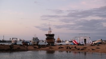 И ВЕЗДЕ, везде их гуано/воняет их гуаном. Конечно, его убирают, но не уж так часто.