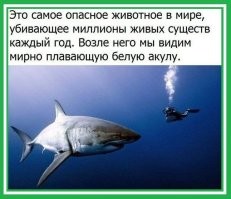 В Австралии рыбак столкнулся под водой с акулой-людоедом и назвал её монстром