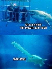 В Австралии рыбак столкнулся под водой с акулой-людоедом и назвал её монстром