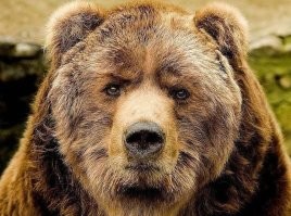 Понаставили заборов, честному медведю некуда податься