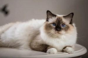 Поправка, это бУрманский, а не бИрманский кот.  Другая порода. Вот - бирма. А котик - европейская бурма.