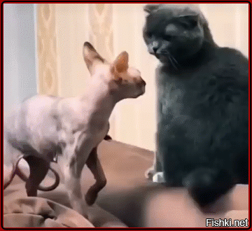 - Дай, что ли, поносить, жопа!
- Ага! Щас! Нехрена было свою в ломбард сдавать.