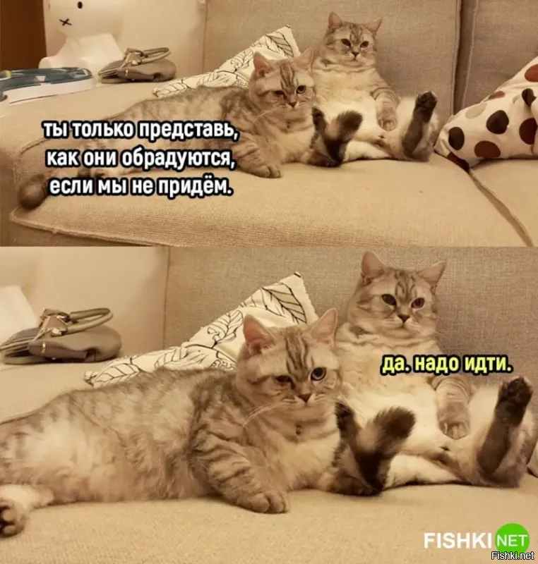 Жизнь кота от&nbsp;первого лица