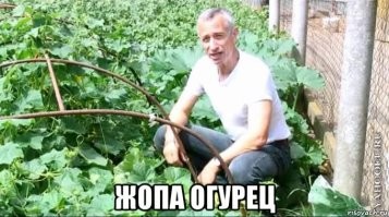 19  фото с садовых участков, которые показывают, что там можно найти не только грядки