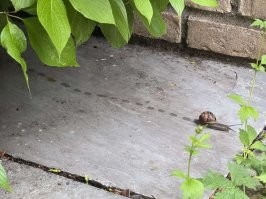 Это бодрая улитка.Она не ползёт,а шагает.