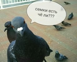Голубь зашёл в пункт выдачи заказов