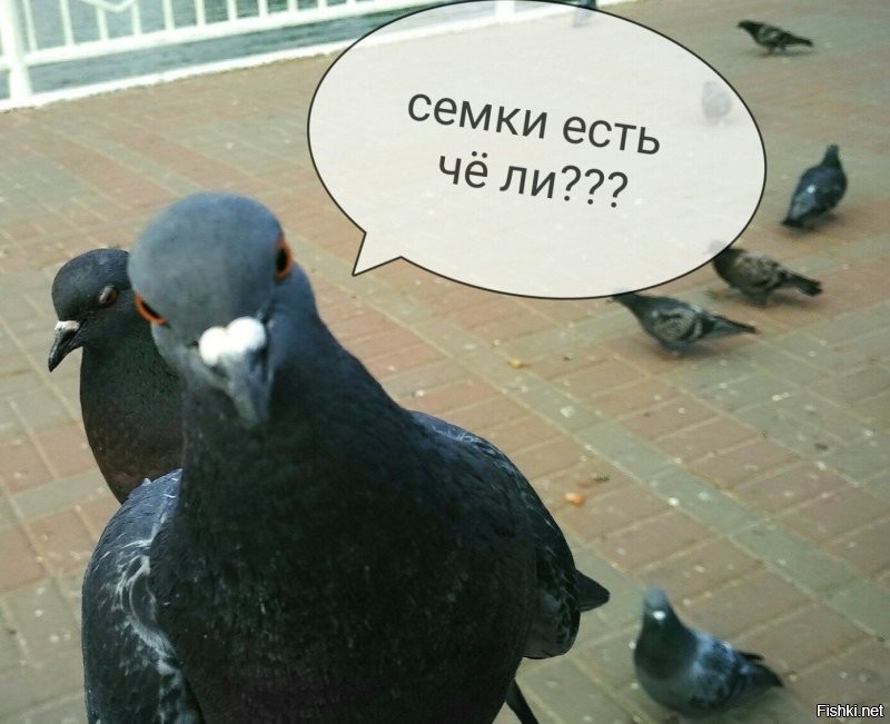 Голубь зашёл в пункт выдачи заказов