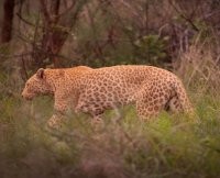 "Как вы видите, размерами он ничуть не уступает своей родне..."

Аффтар, а как тут можно определить размер? С чем сравнивать?