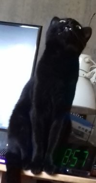 и не надо нагнетать! коты, как коты.