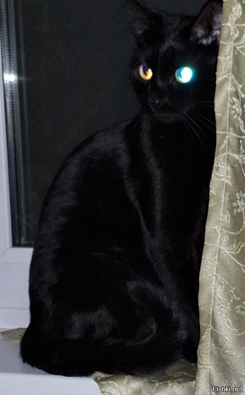 и не надо нагнетать! коты, как коты.