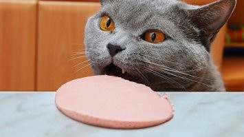 Братан, целую твои лапки