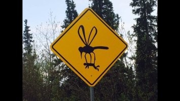 Почему капли дождя не убивают комаров?