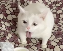 Треш-блогер вызвал на алко-батл мэра Иркутского района