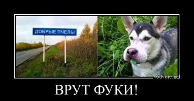 Щенок играл с пчёлами и проиграл