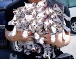 котэ много не бывает..