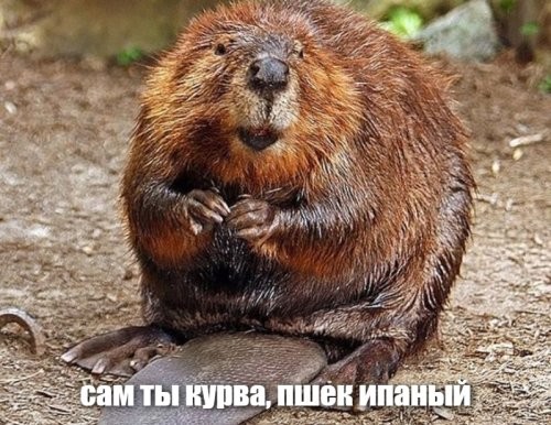 Обычное домашнее животное в Польше